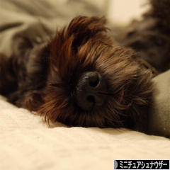 にほんブログ村 犬ブログ ミニチュアシュナウザーへ