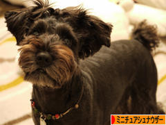 にほんブログ村 犬ブログ ミニチュアシュナウザーへ