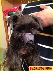 にほんブログ村 犬ブログ ミニチュアシュナウザーへ