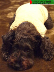 にほんブログ村 犬ブログ ミニチュアシュナウザーへ