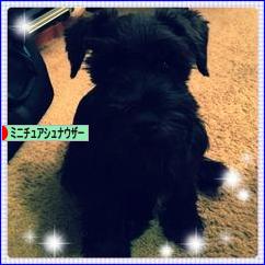 にほんブログ村 犬ブログ ミニチュアシュナウザーへ