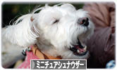 にほんブログ村 犬ブログ ミニチュアシュナウザーへ