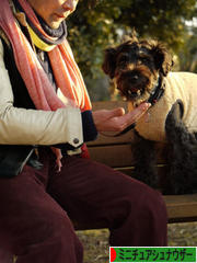 にほんブログ村 犬ブログ ミニチュアシュナウザーへ