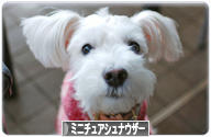 にほんブログ村 犬ブログ ミニチュアシュナウザーへ