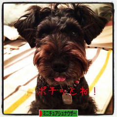 にほんブログ村 犬ブログ ミニチュアシュナウザーへ