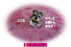 にほんブログ村 犬ブログ ミニチュアシュナウザーへ