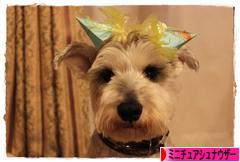 にほんブログ村 犬ブログ ミニチュアシュナウザーへ