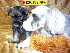 にほんブログ村 犬ブログ ミニチュアシュナウザーへ