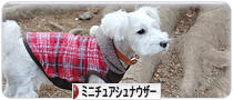 にほんブログ村 犬ブログ ミニチュアシュナウザーへ