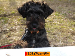 にほんブログ村 犬ブログ ミニチュアシュナウザーへ