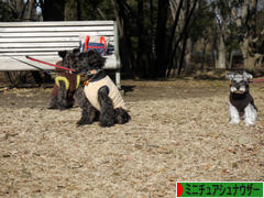 にほんブログ村 犬ブログ ミニチュアシュナウザーへ