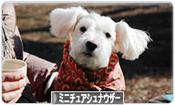 にほんブログ村 犬ブログ ミニチュアシュナウザーへ