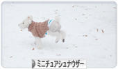 にほんブログ村 犬ブログ ミニチュアシュナウザーへ