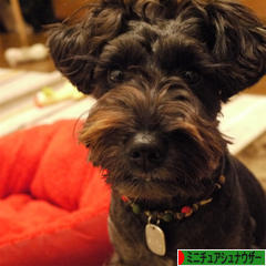 にほんブログ村 犬ブログ ミニチュアシュナウザーへ