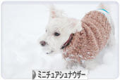 にほんブログ村 犬ブログ ミニチュアシュナウザーへ