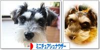 にほんブログ村 犬ブログ ミニチュアシュナウザーへ