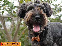 にほんブログ村 犬ブログ ミニチュアシュナウザーへ