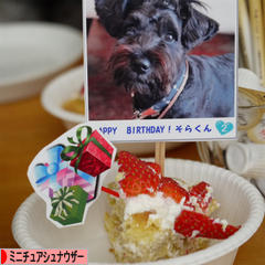 にほんブログ村 犬ブログ ミニチュアシュナウザーへ