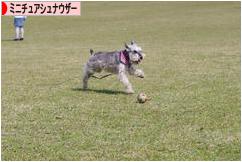 にほんブログ村 犬ブログ ミニチュアシュナウザーへ