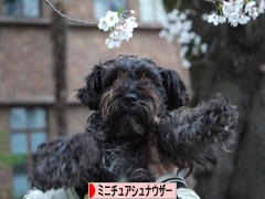 にほんブログ村 犬ブログ ミニチュアシュナウザーへ