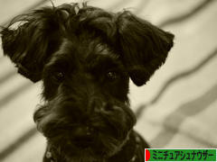 にほんブログ村 犬ブログ ミニチュアシュナウザーへ