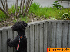 にほんブログ村 犬ブログ ミニチュアシュナウザーへ