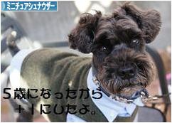 にほんブログ村 犬ブログ ミニチュアシュナウザーへ
