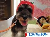 にほんブログ村 犬ブログ ミニチュアシュナウザーへ