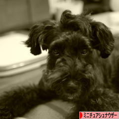 にほんブログ村 犬ブログ ミニチュアシュナウザーへ