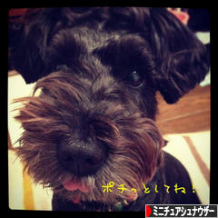 にほんブログ村 犬ブログ ミニチュアシュナウザーへ