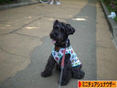 にほんブログ村 犬ブログ ミニチュアシュナウザーへ