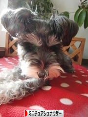 にほんブログ村 犬ブログ ミニチュアシュナウザーへ