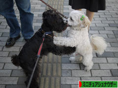 にほんブログ村 犬ブログ ミニチュアシュナウザーへ