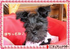 にほんブログ村 犬ブログ ミニチュアシュナウザーへ