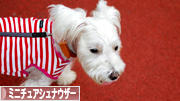 にほんブログ村 犬ブログ ミニチュアシュナウザーへ