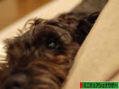 にほんブログ村 犬ブログ ミニチュアシュナウザーへ