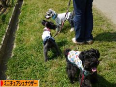 にほんブログ村 犬ブログ ミニチュアシュナウザーへ