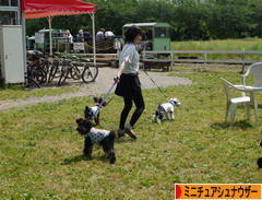 にほんブログ村 犬ブログ ミニチュアシュナウザーへ