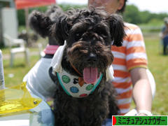 にほんブログ村 犬ブログ ミニチュアシュナウザーへ