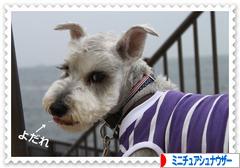 にほんブログ村 犬ブログ ミニチュアシュナウザーへ