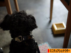 にほんブログ村 犬ブログ ミニチュアシュナウザーへ