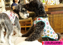 にほんブログ村 犬ブログ ミニチュアシュナウザーへ