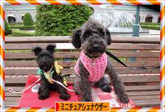 にほんブログ村 犬ブログ ミニチュアシュナウザーへ