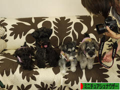 にほんブログ村 犬ブログ ミニチュアシュナウザーへ