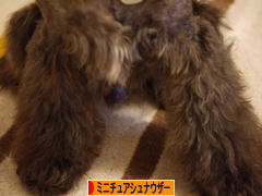 にほんブログ村 犬ブログ ミニチュアシュナウザーへ
