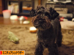 にほんブログ村 犬ブログ ミニチュアシュナウザーへ