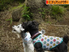 にほんブログ村 犬ブログ ミニチュアシュナウザーへ