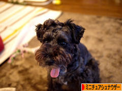 にほんブログ村 犬ブログ ミニチュアシュナウザーへ