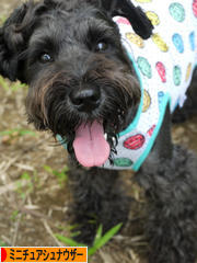 にほんブログ村 犬ブログ ミニチュアシュナウザーへ