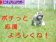 にほんブログ村 犬ブログ ミニチュアシュナウザーへ